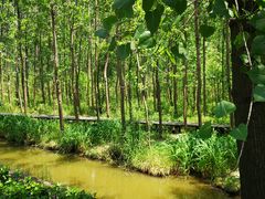 -合肥滨湖国家森林公园