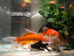 -清平路水族市场