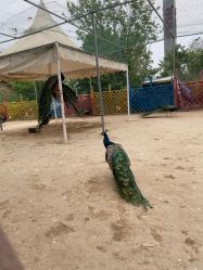 -萌宠亲子动物乐园(槐房万达店)