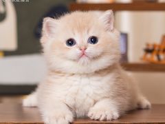 -小猫来了·猫舍(红山六九七九店)