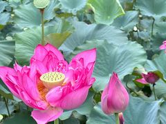 -广州莲花山旅游区