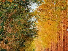 -合肥滨湖国家森林公园