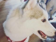 -Husky Go! 哈士奇体验馆·宠物咖啡厅狗咖