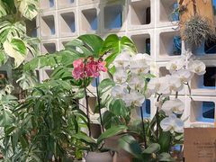 -自由生长植物工作室(深港花卉中心店)