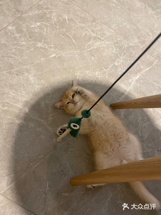 东方名猫馆·英短金渐层布偶猫舍(环线广场1号楼店)图片