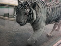 -五龙山野生动物王国
