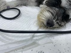 -佳雯宠物医院(金华南路分院)