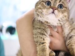 -momokira米努特·德文卷毛猫·棉花面纱犬