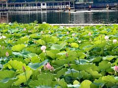 -荔湾湖公园