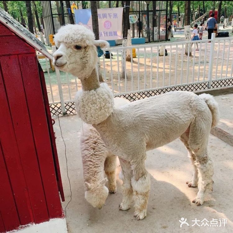 北京六一遛娃好去处，亲近大自然玩沙喂鸟关键还有团购活动