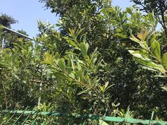 -树山生态村