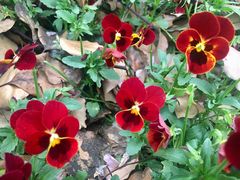 -昆山城市生态森林公园