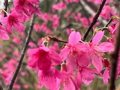 -广州白江湖森林公园