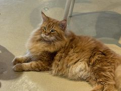 -藏猫猫咖啡主题馆(中央大道店)