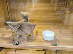 -猫十亿·布偶金渐层·曼基康矮脚猫舍(青年路店)