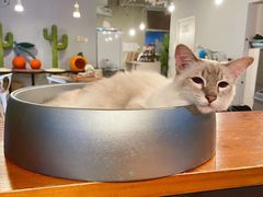 -Cappucimeow猫咪咖啡馆(韦伯时代店)