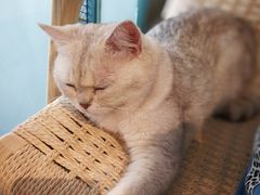 -喵屿·大理花园猫咖