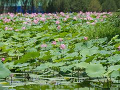 -东郊湿地公园