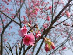 -天适樱花悠乐园
