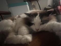 -白兔子密室(长寿路店)