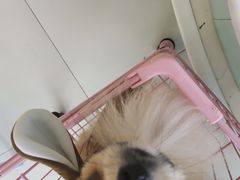 -怪兽屋·羊驼·猫咖·狗咖(俊华广场店)