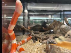 -帕帕拉兹宠物(亚洲旗舰店)