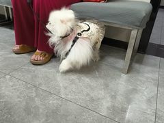 -半岛宠物医院24小时(白果林店)