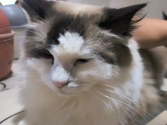 -藏猫猫咖啡主题馆(中央大道店)