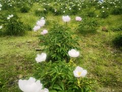 -呼伦贝尔大草原
