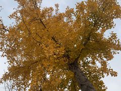 -济南国际园博园