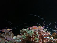 -暹罗海洋世界