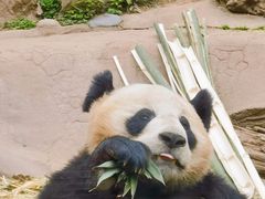 -都江堰中华大熊猫苑