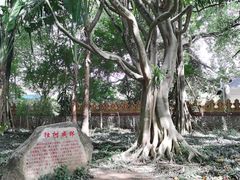 -瑞丽独树成林风景区