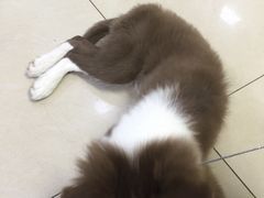 -宠颐生中康贝怡动物医院