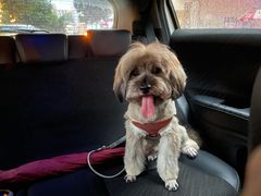 -瑞派旺宝宠物医院·犬猫全科综合·尿道专科(莲兴院)