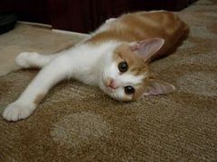 -美滋滋尚鱼烤鱼餐厅(空港店)