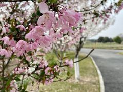 -径山花海
