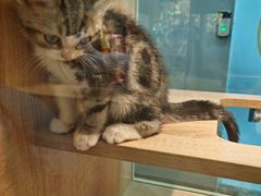 -BABIT巴比特宠物(MOMOPARK店)