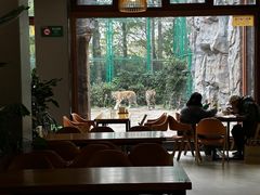 -上海野生动物园老虎餐厅