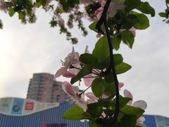 -凯德MALL(望京店)