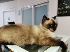 -Heymao猫咖.咖啡厅(东门店)