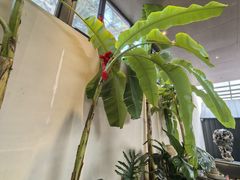 -单家老院·院子里的青岛菜(沙子口店)