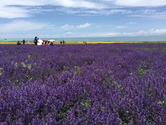 -青海湖国家重点风景名胜区