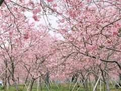 -天适樱花悠乐园