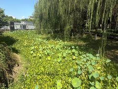 -桐乡植物园