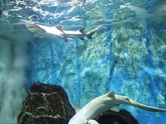 -锦艺城海洋馆