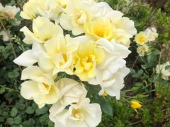 -都江堰玫瑰花溪谷