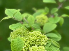 -双季花艺园艺市场(浦东店)