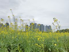 -光明小镇欢乐田园