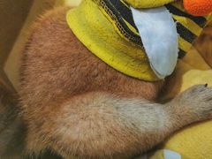 -逗柴咖啡屋·狗咖猫咖宠物桌游